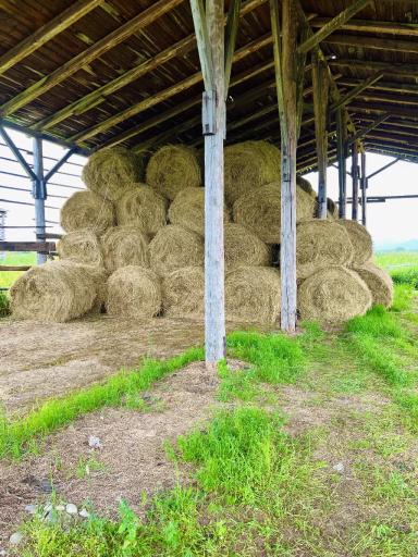 Рэд Скарлетт, урожай 2023. Камчатка