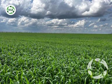 Будущий урожай озимой пшеницы "Секлетия"