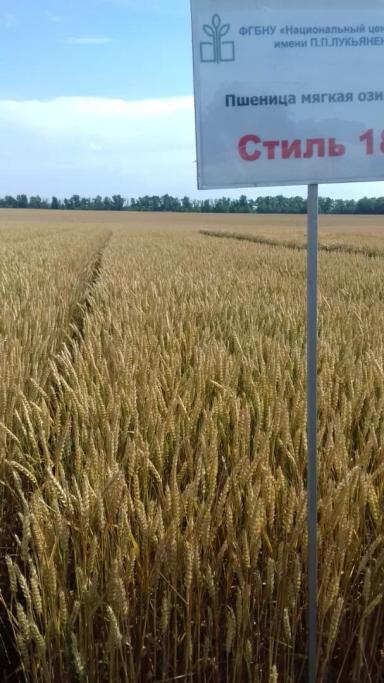 Стиль 18 сорт мягкой озимой пшеницы