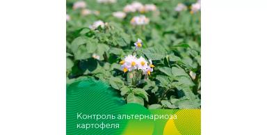 Контроль альтернариоза картофеля
