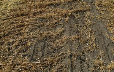 ПРОДОЛЖАЕТСЯ УБОРКА ГОРОХА