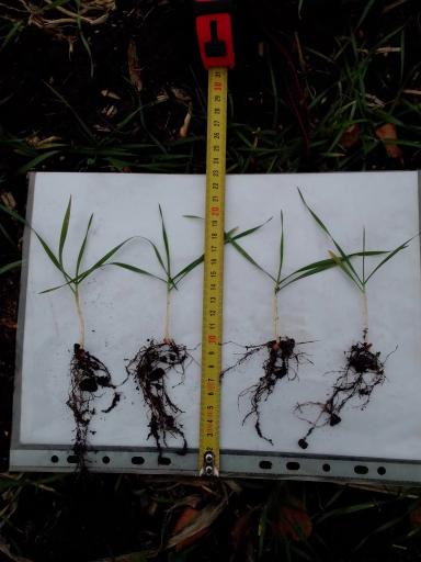 Влияние биопрепарата Альбит на развитие корневой системы озимой пшеницы