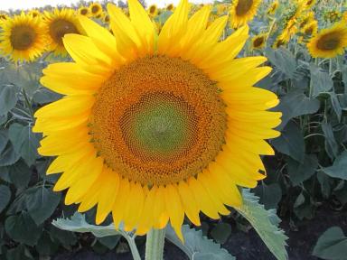 ЛГ 5478 подсолнечник