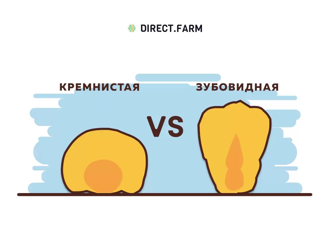 Какой тип зерна кукурузы следует скармливать быстрее?
