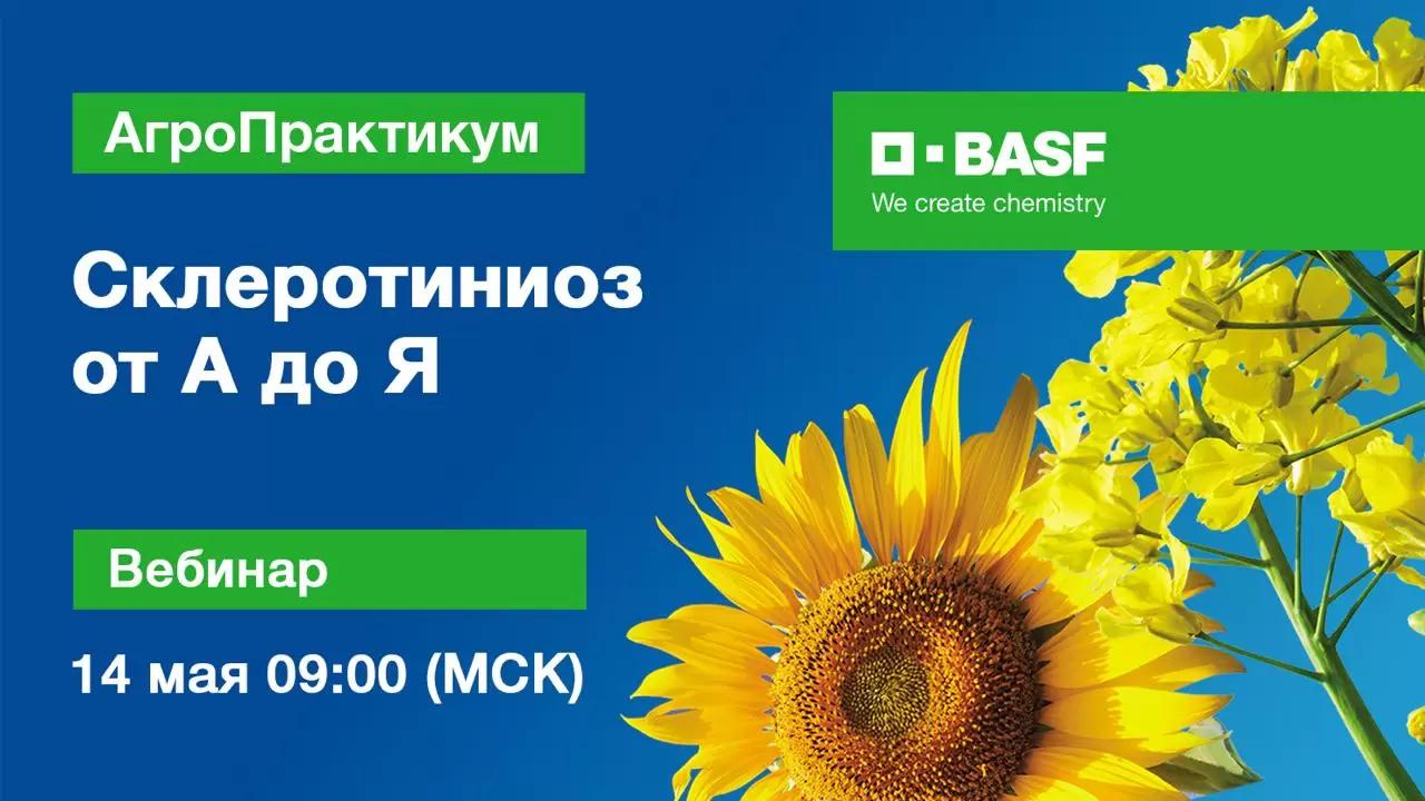 Склеротиниоз от А до Я