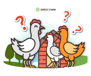 Как выбрать породу кур-несушек