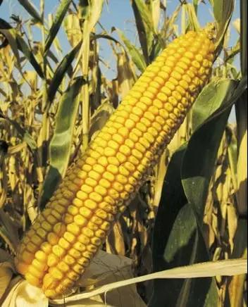 Краснодарский 385 МВ гибрид кукурузы
