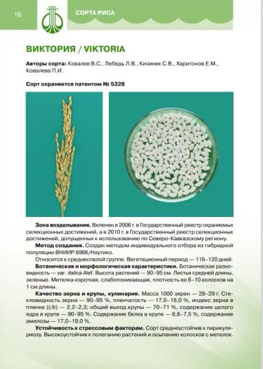 Виктория сорт риса