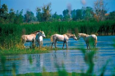 Камаргская порода лошадей (камаргу)