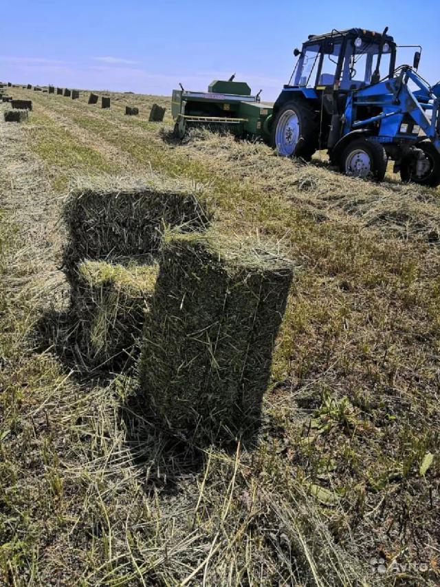 Сено в тюках 200р