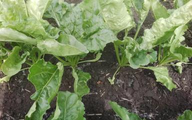 Агромониторинг. Добавление к посту Игоря Протасова о сахарной свёкле 