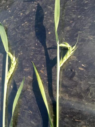 Вопросы из чатов: что вредит посевам?