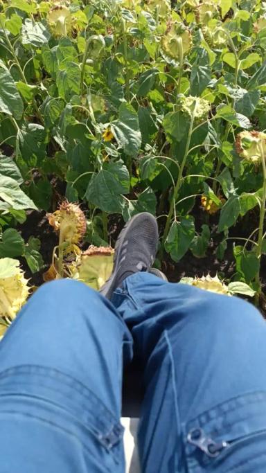 Агродроны DJI - рабочие будни