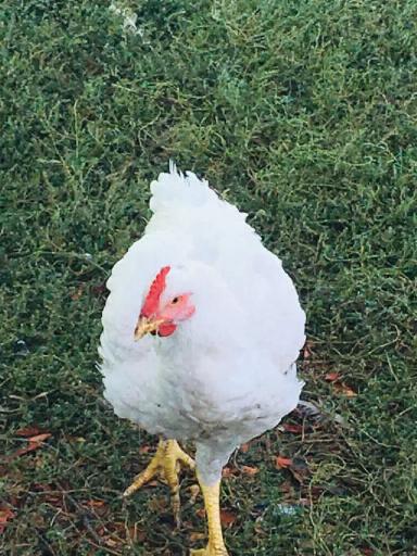 Выращивание и уход за цыплятами-бройлерами