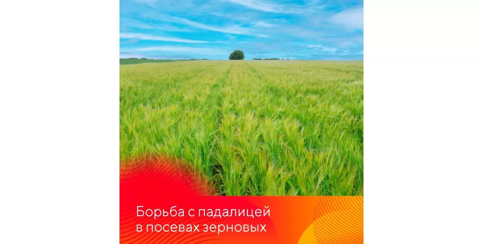 Борьба с падалицей подсолнечника