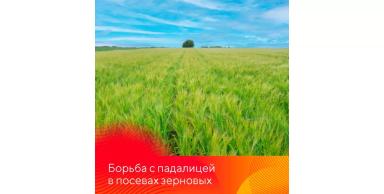 Борьба с падалицей подсолнечника