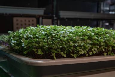 Аэропоника: руководство по выращиванию растений без почвы