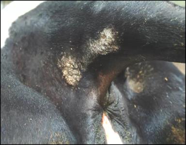 Хориоптоз жвачных животных