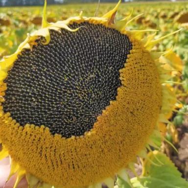 Союз - гибрид подсолнечника ( Helianthus annuus L.). Среднеранний. Технология классическая. Высокоолеиновый. Заразихоустойчивый (А-Е).