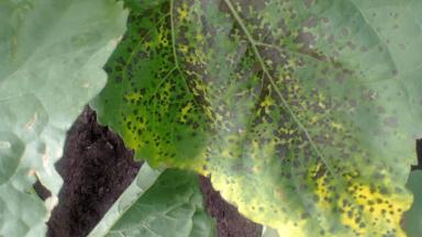 Альтернариоз подсолнечника