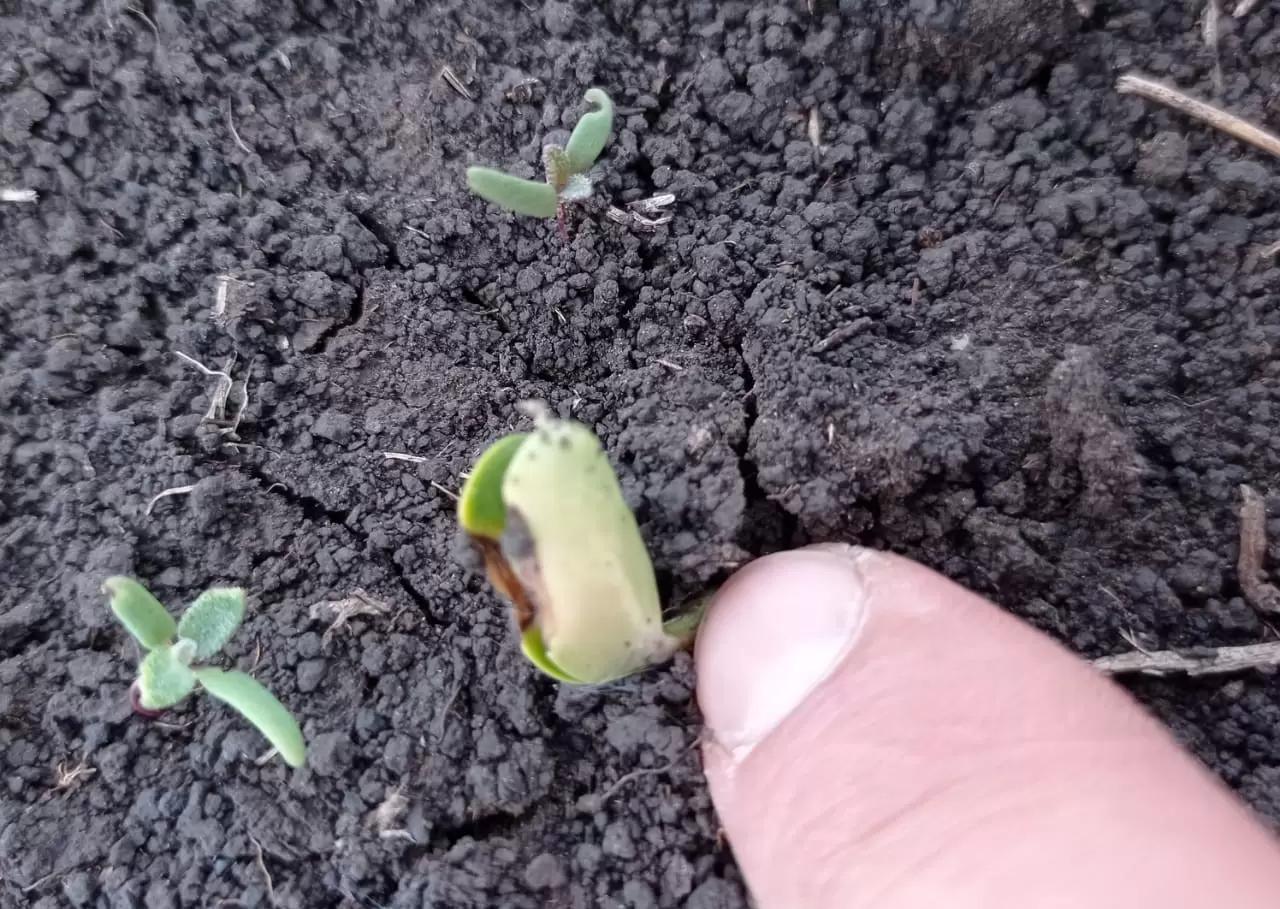 Вопросы из чатов: что со всходами?