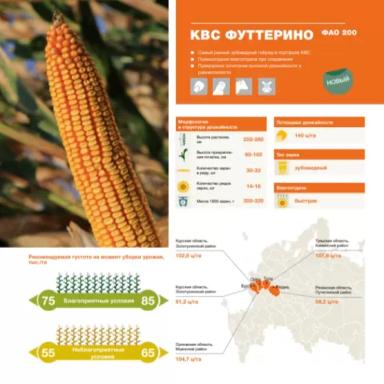 КВС Футтерино - гибрид кукурузы ( Zea mays L.).