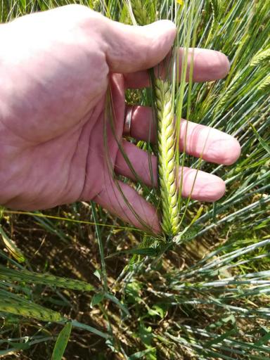 Как внешние услуги могут улучшить результаты агропредприятия