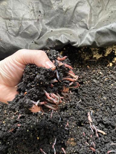 Комплексный подход к защите семян от компании «Агролига»