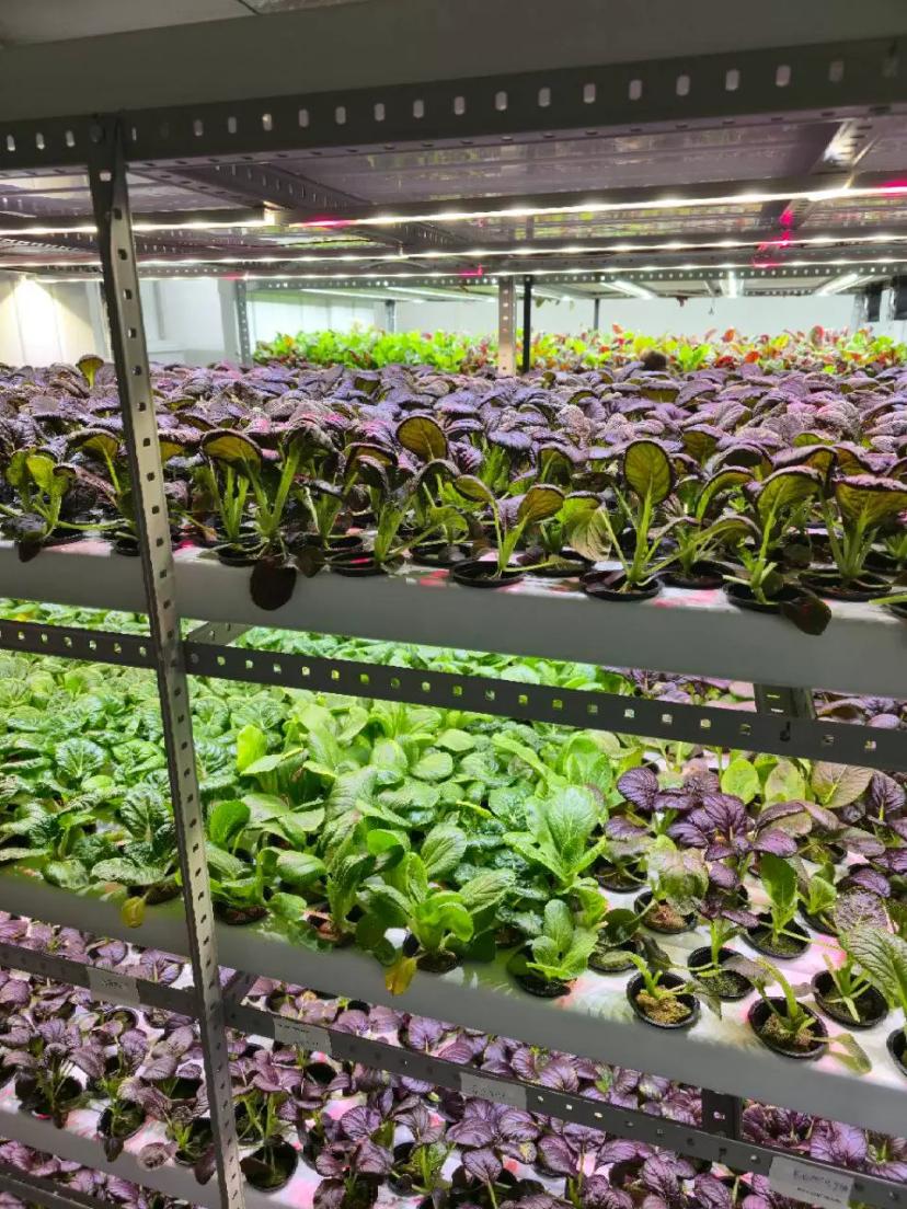 Капуста пак чой (бок чой) на проточной гидропонике