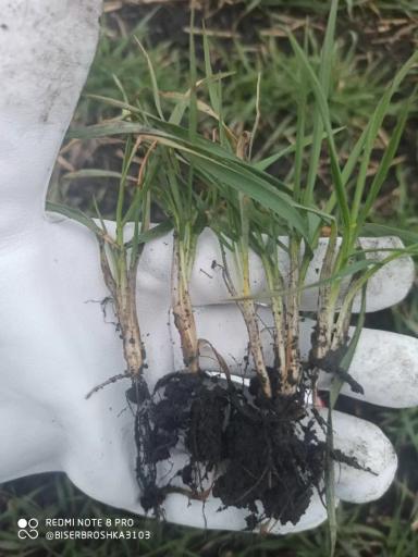 Монолиты и другие способы оценки жизнеспособности озимых