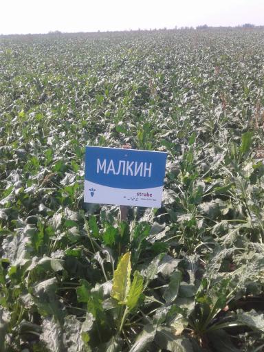 Сравнение различных гибридов сахарной свеклы