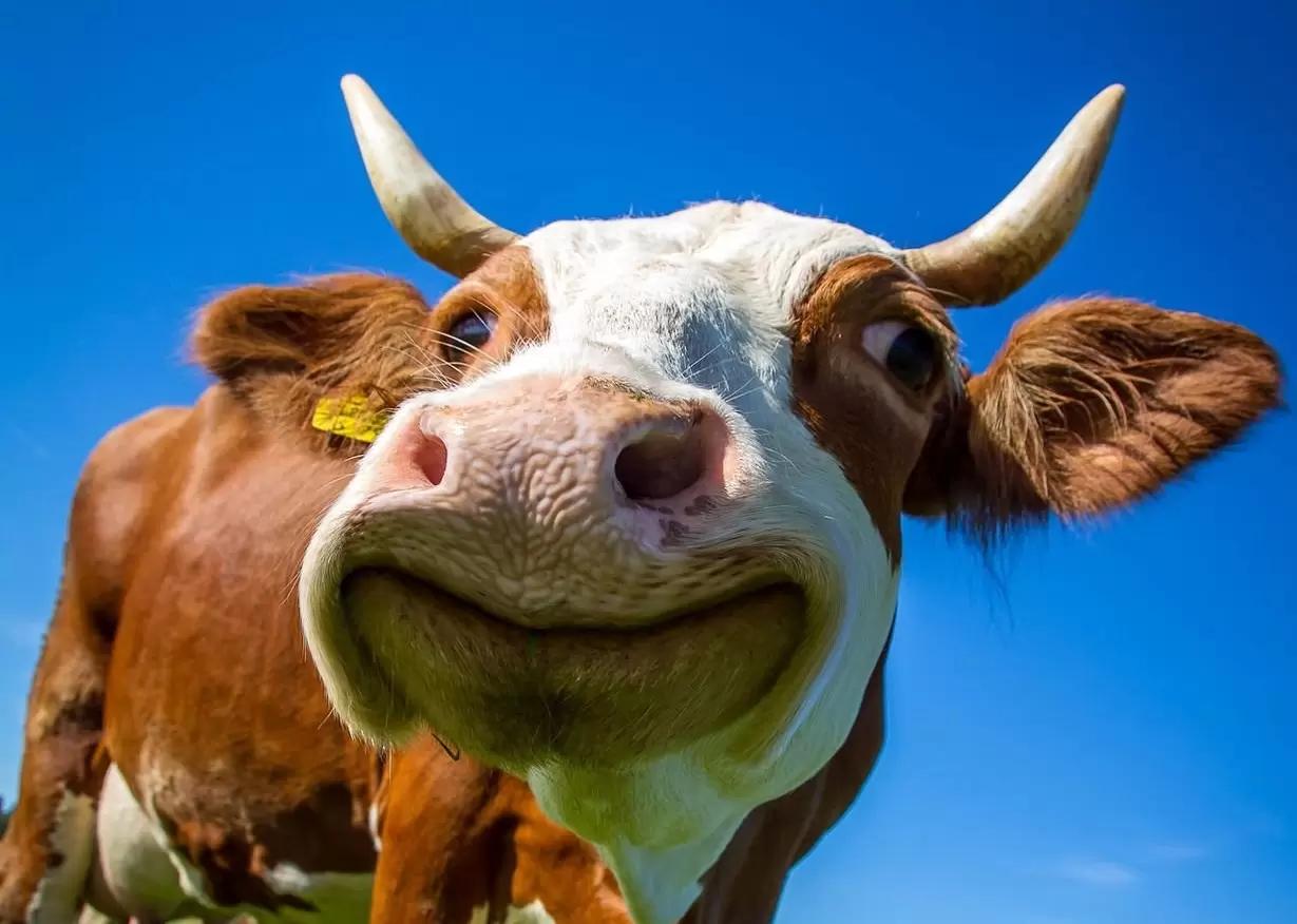 Как составить рацион коров и молодняка для высокой продуктивности? С нами ЛЕГКО!