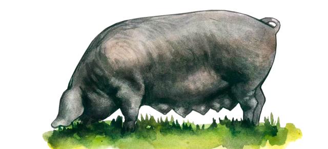 Майоркская черная – порода свиней