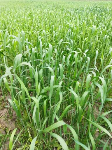 Вопросы из чатов: стоит вносить селитру?