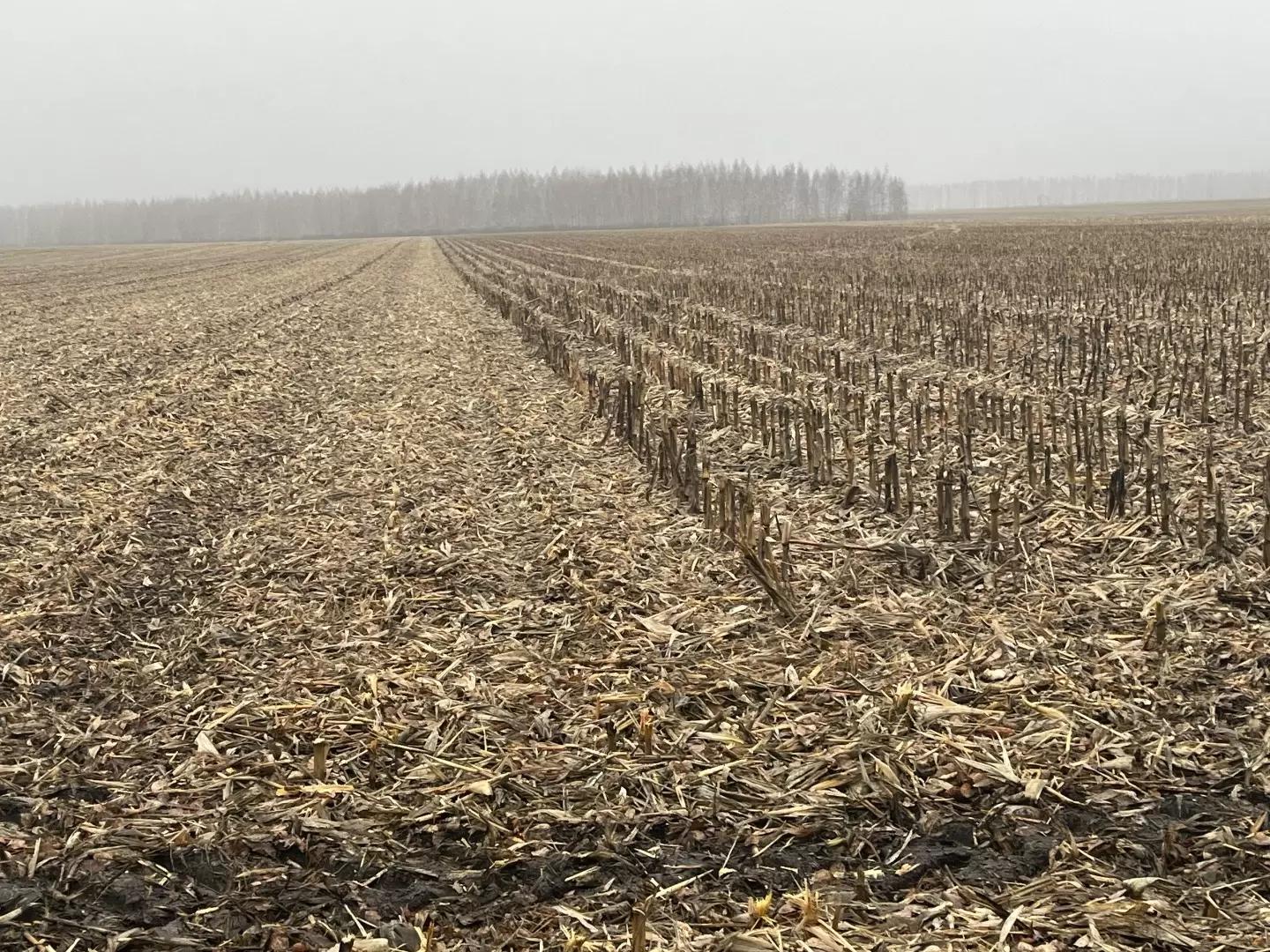 Обработка пожнивных остатков кукурузы