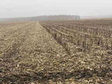 Обработка пожнивных остатков кукурузы