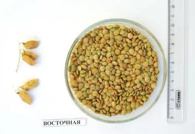 Восточная