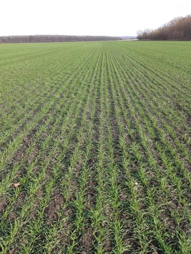 Высокие дозы азота - не всегда высокий урожай