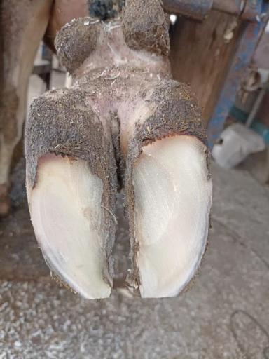 Кератинизация копытного рога.