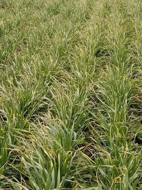 Заморозки на озимой пшенице