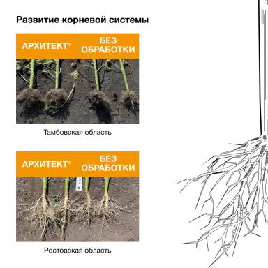 Дополнительный элемент в борьбе с заразихой подсолнечниковой
