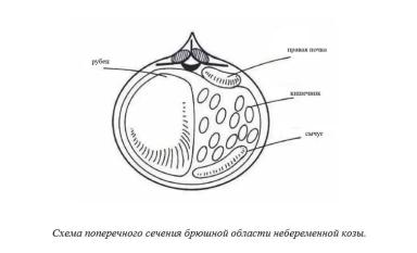 Харвуд – "Ветеринарное руководство по здоровью и благополучию коз". Гл. 7., ч. 1