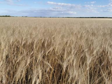 Зерно будущего: как Россия закладывает фундамент нового экспорта