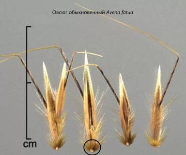 Очистка пшеницы от овсюга