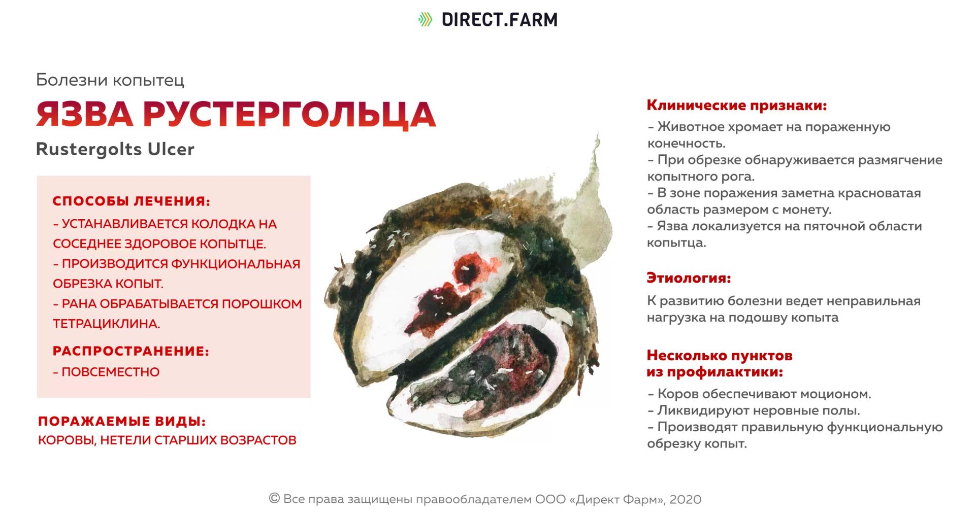 Язва Рустергольца