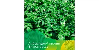 Фунгицид Либертадор® против фитофтороза картофеля