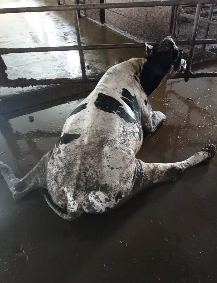 Паралич запирательного и седалищного нервов