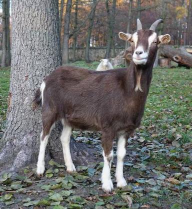 Тюрингийская лесная