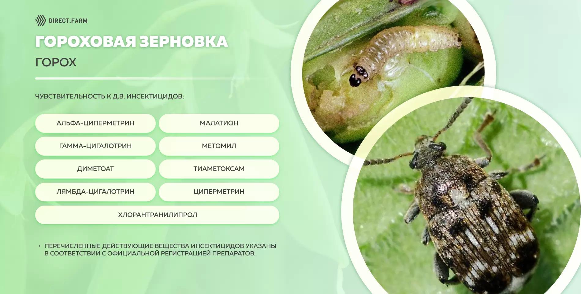 Шпаргалка д.в. против гороховой зерновки