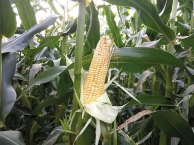 ЗЕТА 105 - гибрид кукурузы ( Zea mays L.).